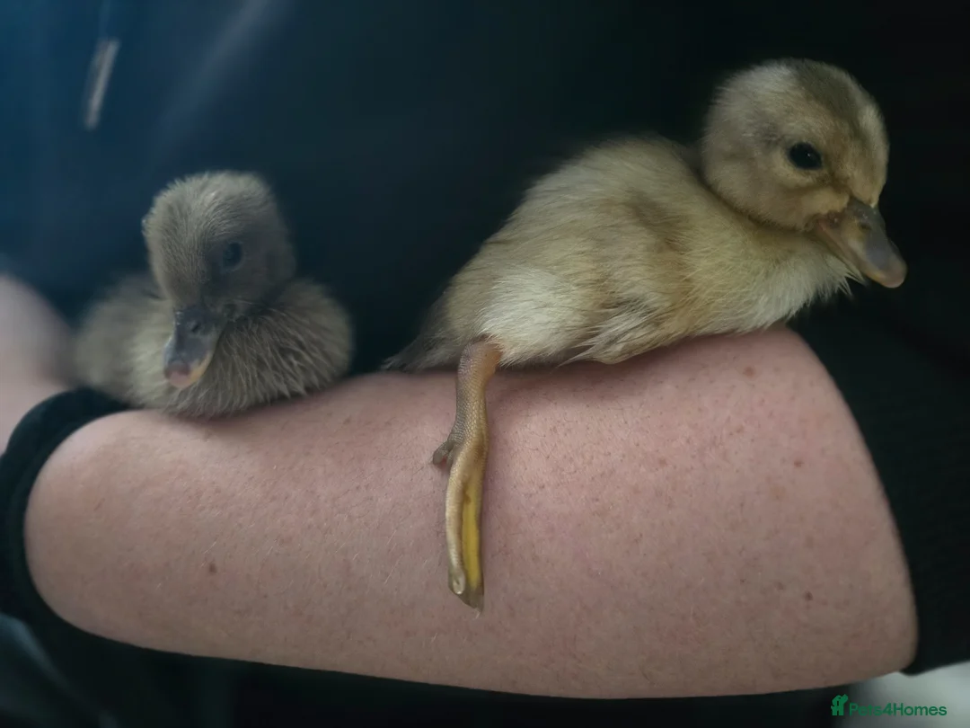 Ducks poultry for sale: Indian Runner Ducklings - Advert 2