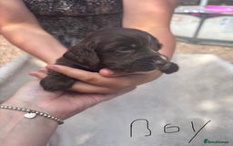 Cocker Spaniel dogs for sale: Merl cocker spaniel puppies  - Image 18