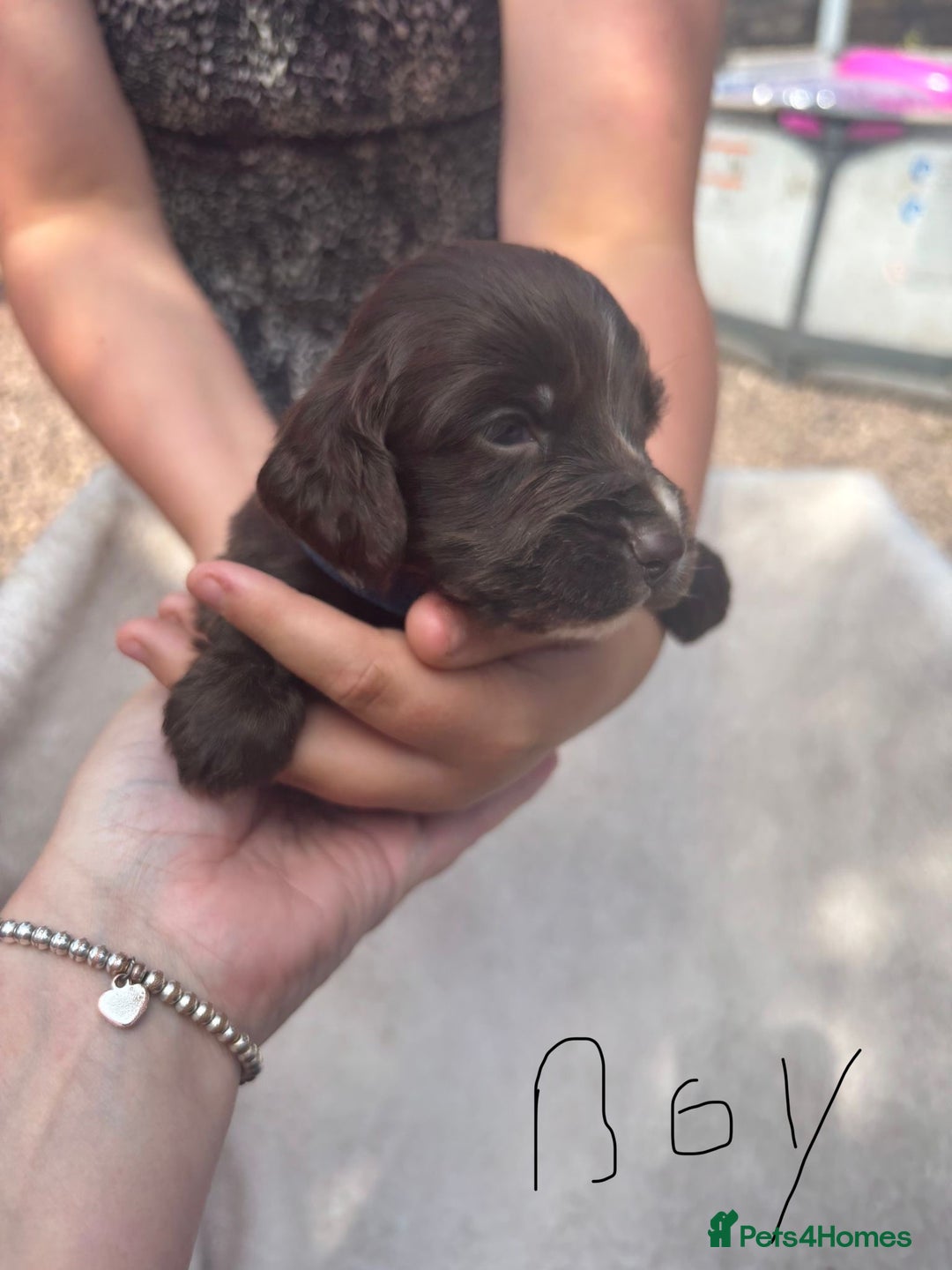 Cocker Spaniel dogs for sale: Merl cocker spaniel puppies  - Image 18