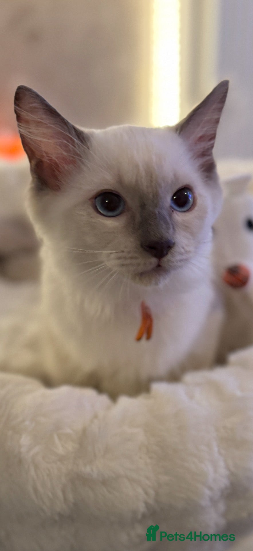Ragdoll cats *** Last Male Blue Point Ragdoll Kittens ** - Advert 6