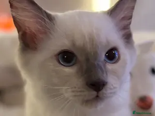 Ragdoll cats *** Last Male Blue Point Ragdoll Kittens ** - Advert 6