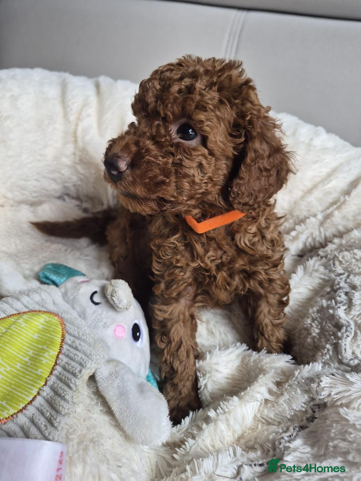 Miniature Poodle dogs KC registered red miniature poodle puppies - Advert 2