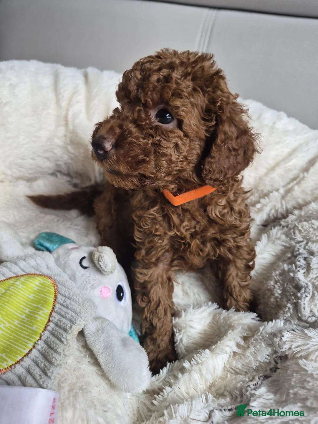 Miniature Poodle dogs for sale: KC registered red miniature poodle puppies in Southampton - Advert 2