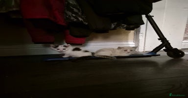 Ragdoll cats - Advert 8