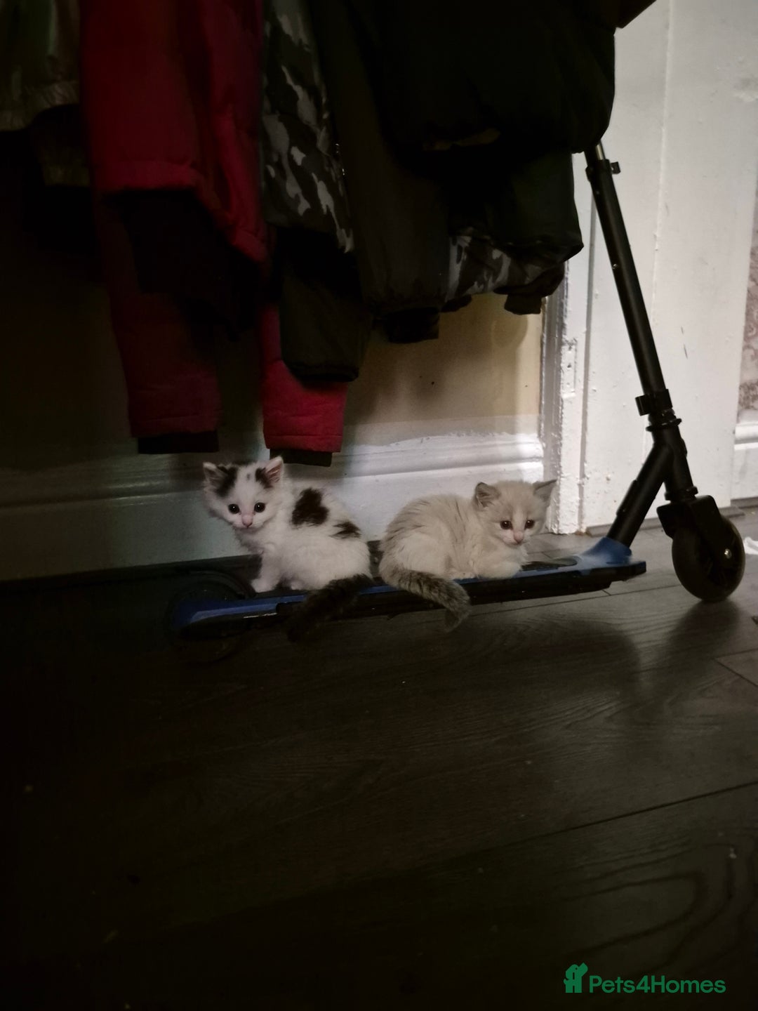 Ragdoll cats for sale: 💥Ready now 💥😻 Ragdoll mix 😻💥 - Image 2
