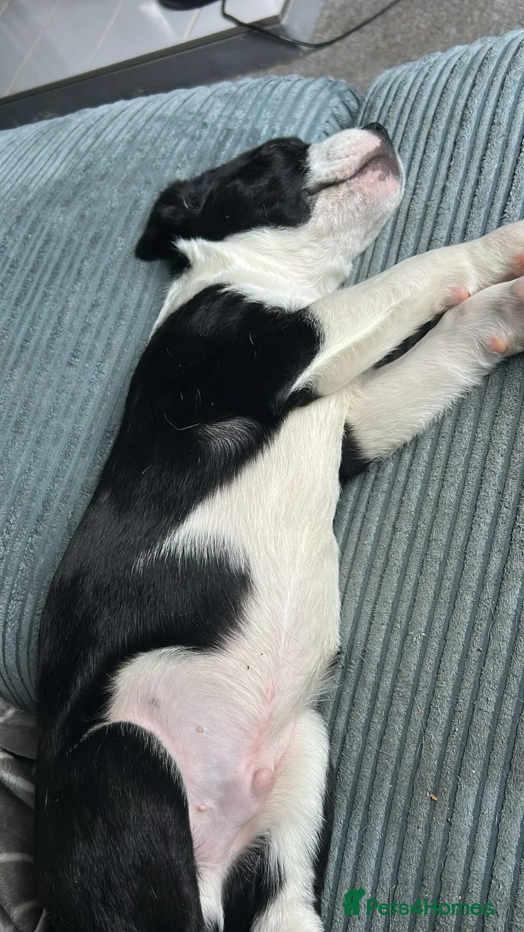 Mixed Breed dogs for sale: Male puppy - Advert 5