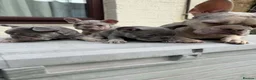 French Bulldog dogs for sale: French Bull Dog Blue And White/Grey - Advert 4
