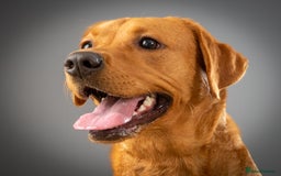 Labrador Retriever dogs for sale: PENDING LITTER - Image 1
