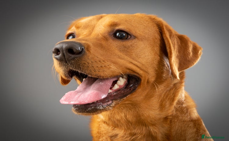 Labrador Retriever dogs - Advert 14