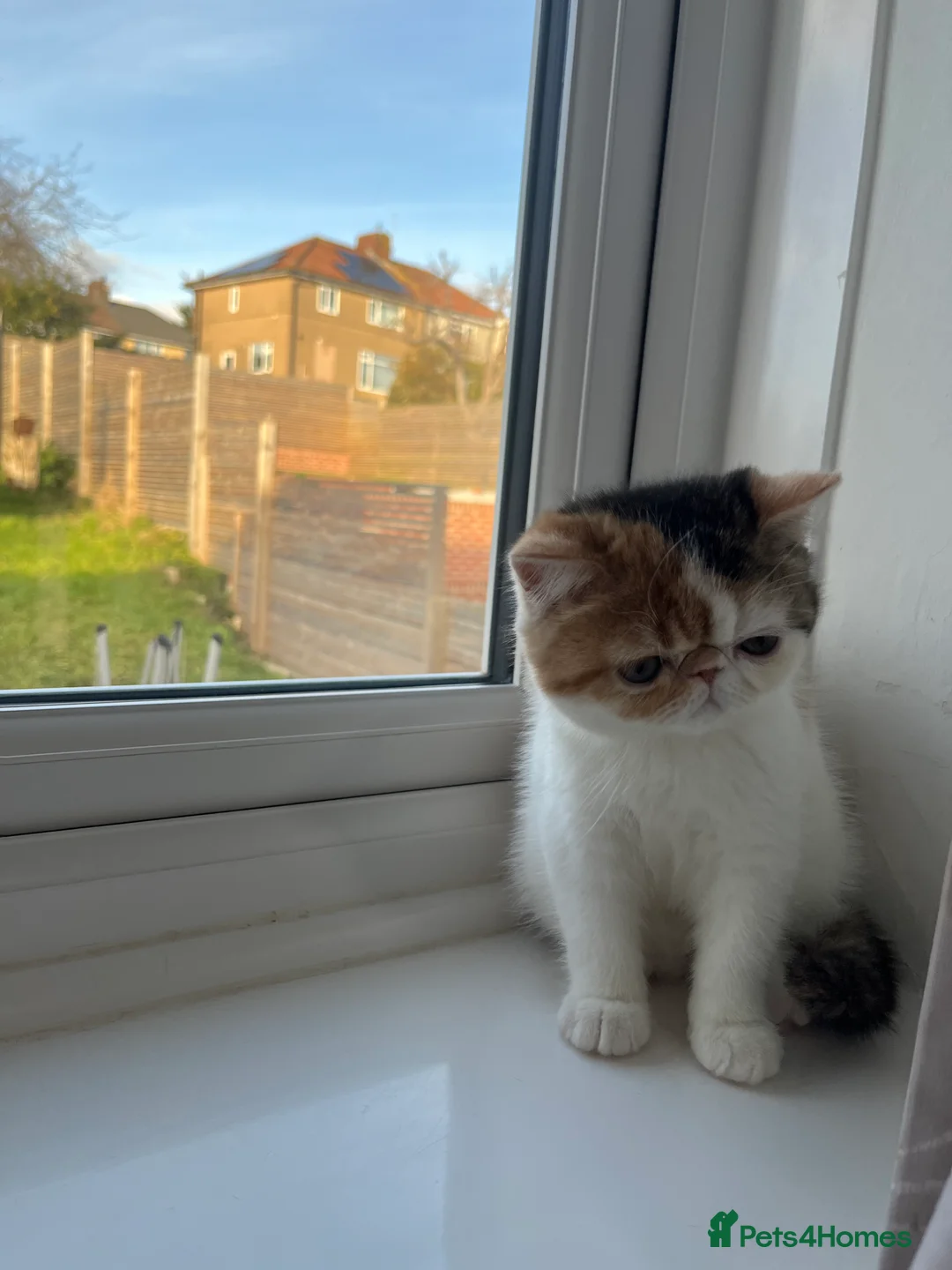 Exotic cats for sale: Exotic kittens  - Advert 13