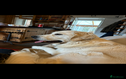 Goldendoodle dogs for sale: Gorgeous F1 Golden Doodles ❤️ - Advert 22