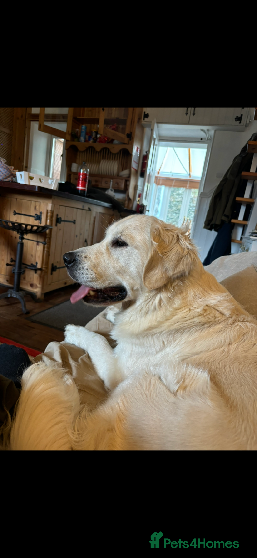 Goldendoodle dogs for sale: Gorgeous F1 Golden Doodles ❤️ - Advert 22