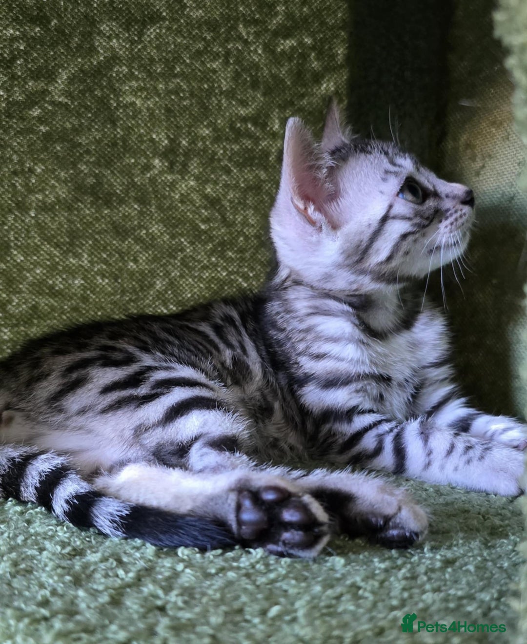 Bengal cats for sale: TICA REG 💕 2 Beautiful bengal boys  - Image 9