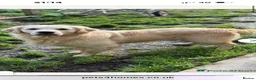 Golden Retriever dogs for sale: ⭐️ KC health tested golden retrievers ⭐️ - Advert 13
