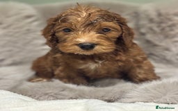 Cockapoo dogs for sale: Outstanding red and Black and Tan cockapoos in Doncaster - Image 3