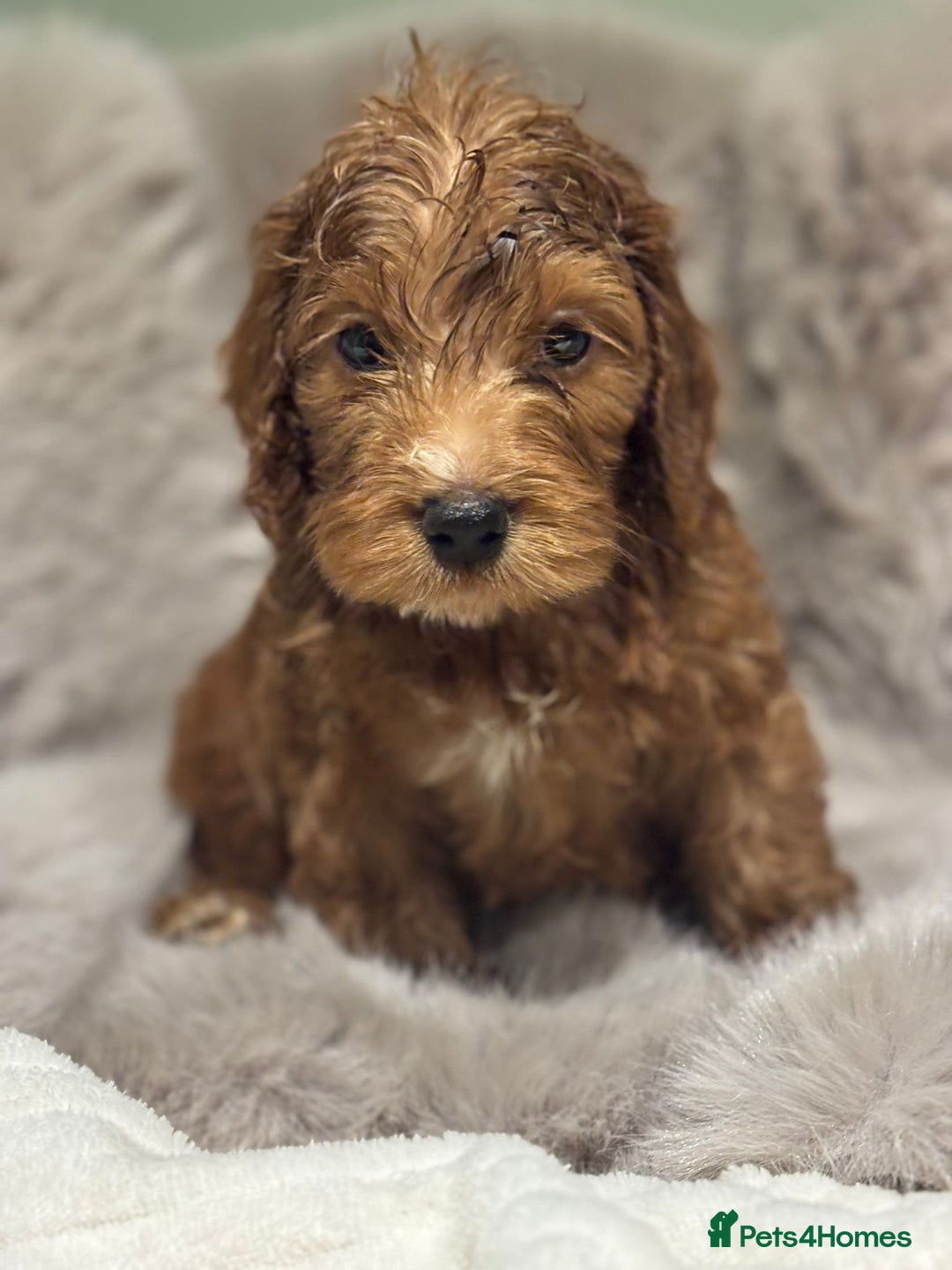 Cockapoo dogs for sale: Outstanding red and Black and Tan cockapoos in Doncaster - Image 3