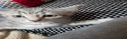 Mixed Breed cats for sale: Kittens for sale  in Dalkeith - Advert 4