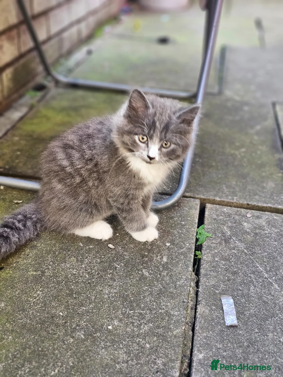 British Shorthair cats for sale: British shorthair - Advert 2