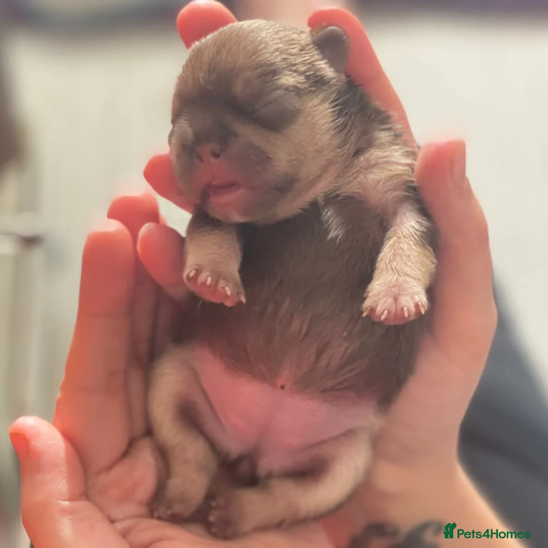 French Bulldog dogs for stud: Tiny 8kg Isabella and tan quad  - Advert 19