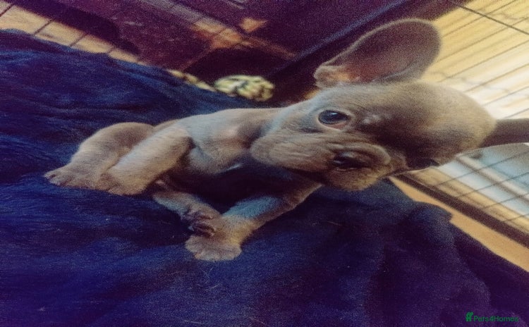 French Bulldog dogs - Advert 3