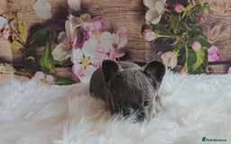 French Bulldog dogs for sale: Welcome to the Fluffy Crew 🥰 - Advert 17