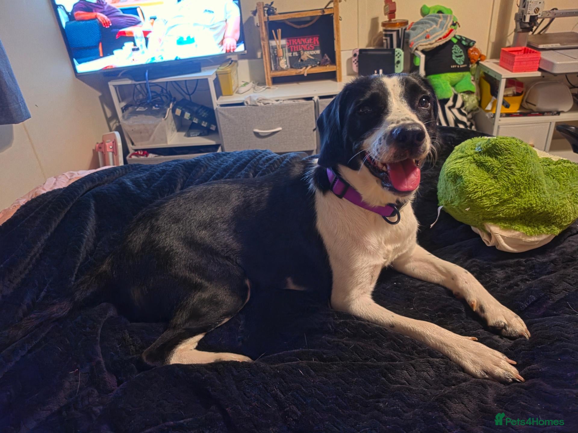 Mixed Breed dogs 14 month old mixed  - Advert 1