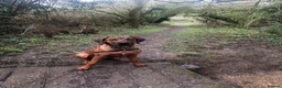 Rhodesian Ridgeback dogs for sale: KC Registered Ridgeback Male Seeking Forever Home  in Huntingdon - Advert 7