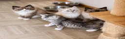 Ragdoll cats for sale: Ragdoll & Ragdoll cross kittens - Advert 6