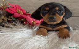 Miniature Dachshund dogs for sale: Miniature Dachshund Puppies - Image 6