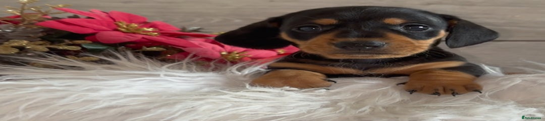 Black & Tan - Male SOLD