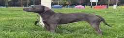 Staffordshire Bull Terrier dogs for sale: Stunning Staffordshire Bull Terrier female in Birmingham - Advert 3