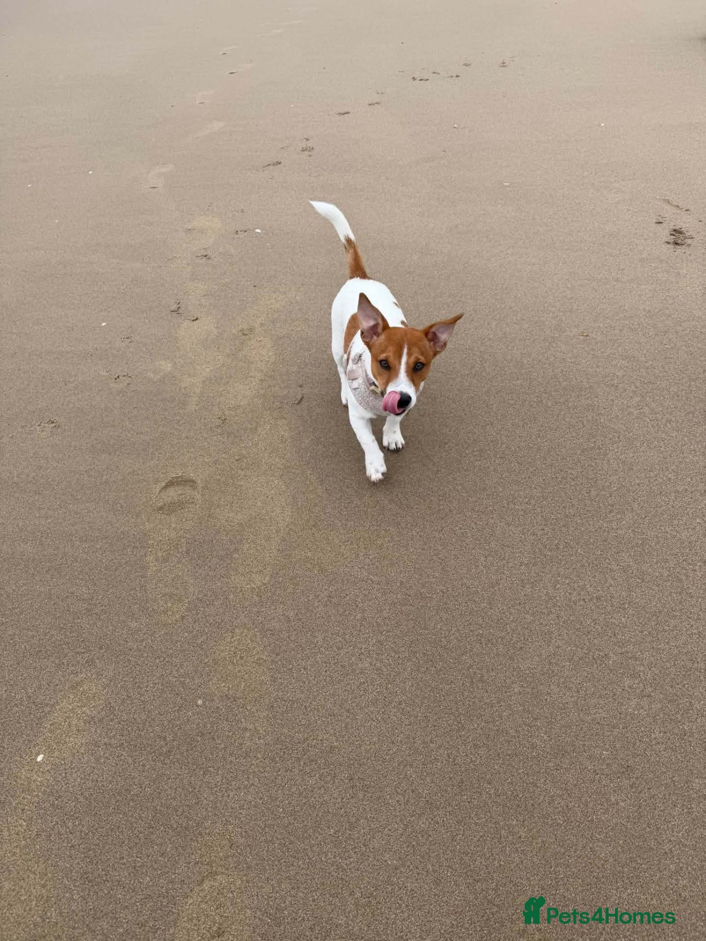 Jack Russell dogs Jack russel for sale - Advert 6