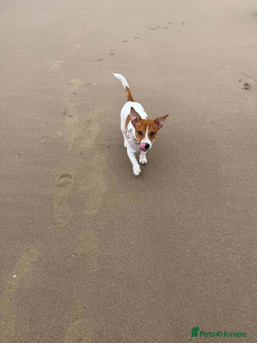 Jack Russell dogs for sale: Jack russel for sale - Advert 1
