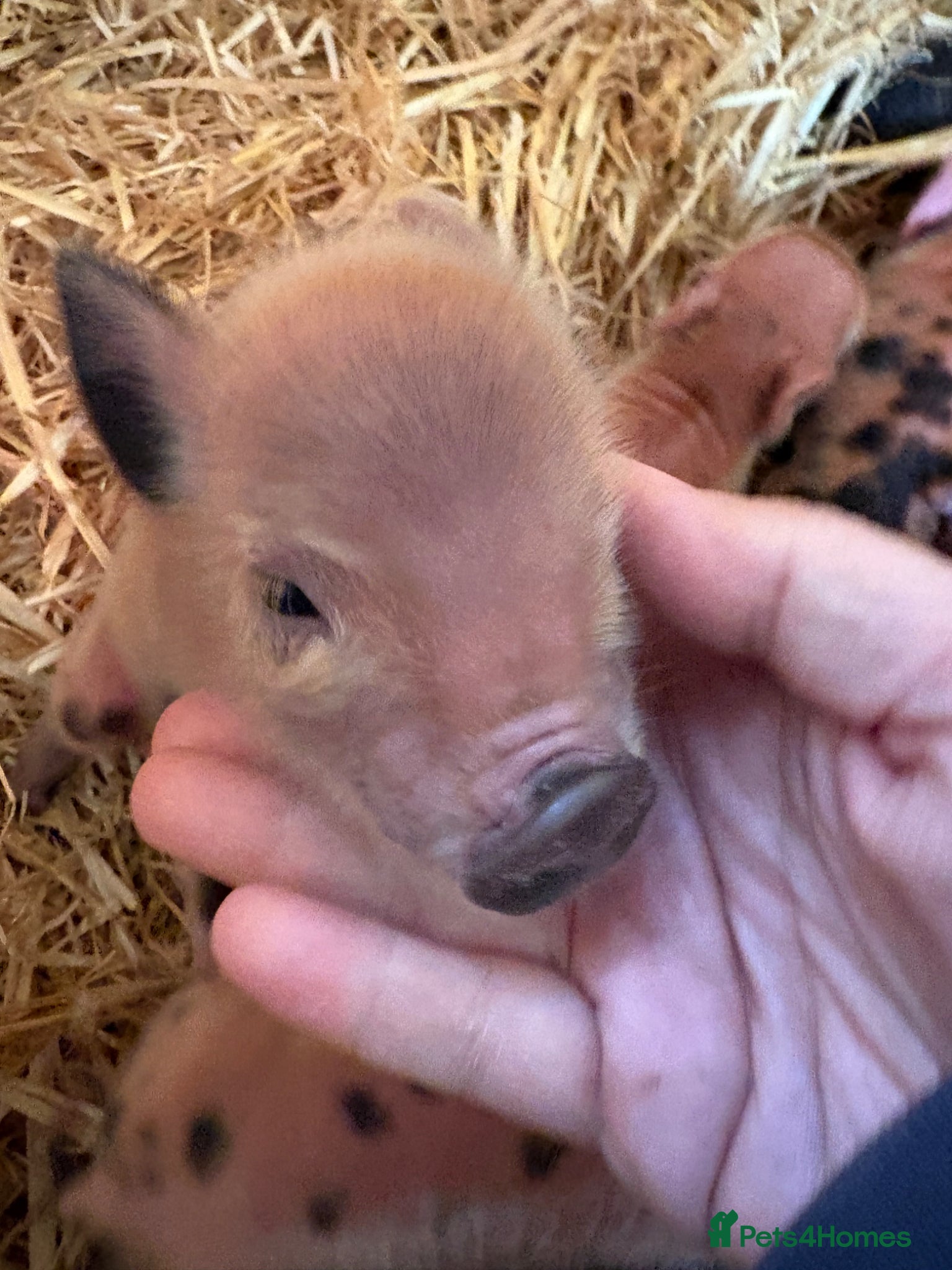 Pig livestock for sale: Miniature piglets-sandy & black/black spot - Advert 1