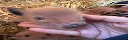 Pig livestock for sale: Miniature piglets-sandy & black/black spot - Advert 1