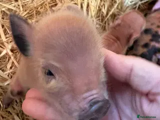 Pig livestock for sale: Miniature piglets-sandy & black/black spot - Advert 1