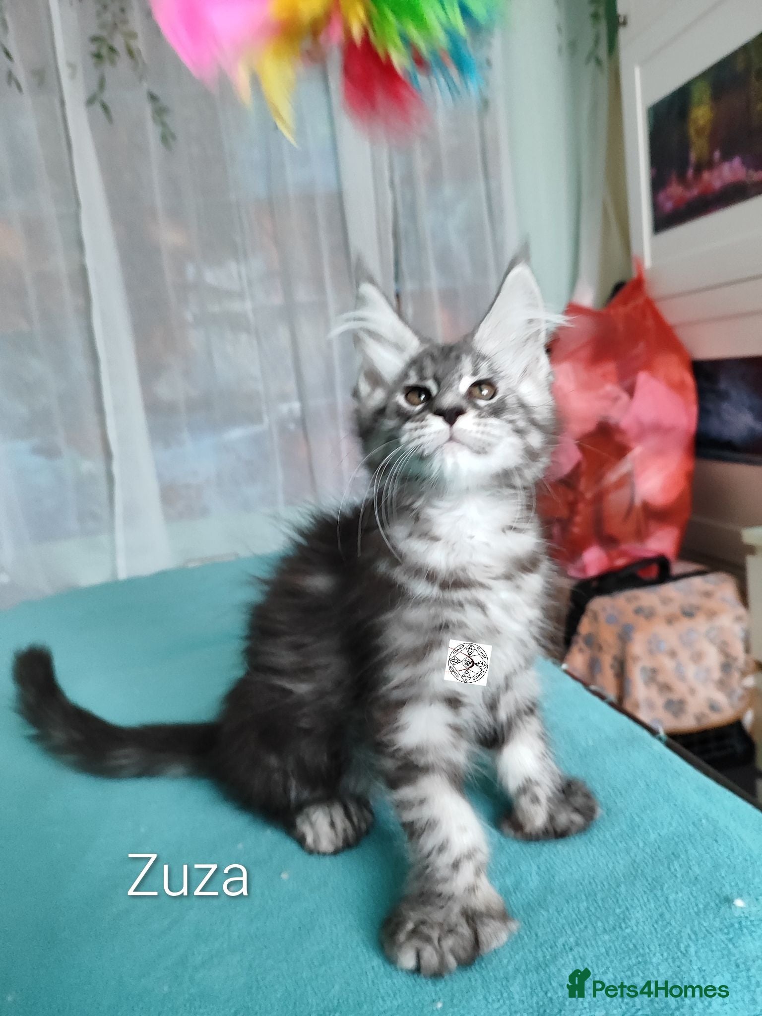 Maine Coon cats Polidactyl last maine coon girl ❤️ - Advert 2