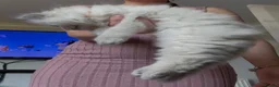 Ragdoll cats for sale: Chunky and Very Fluffy Ragdoll Kittens - Advert 14
