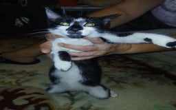 European cats for sale: 3 adorable kittens for sale  - Image 16