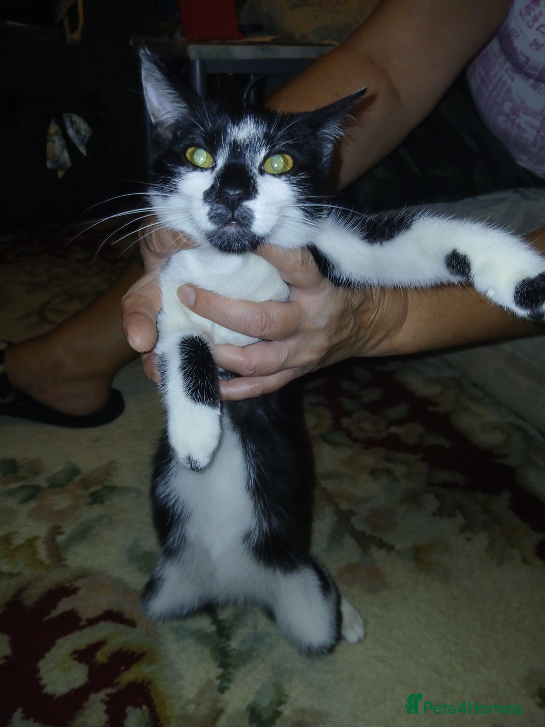 European cats for sale: 3 adorable kittens for sale  - Image 16
