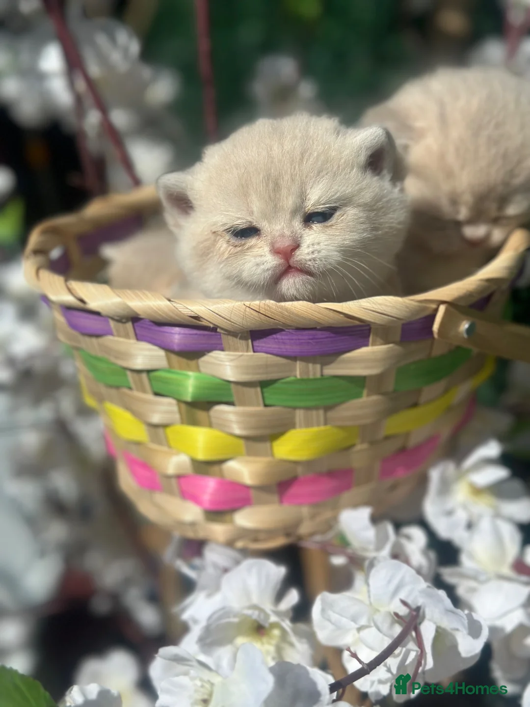 British Shorthair cats for sale: Gorgeous fur babies 😻 - Advert 1