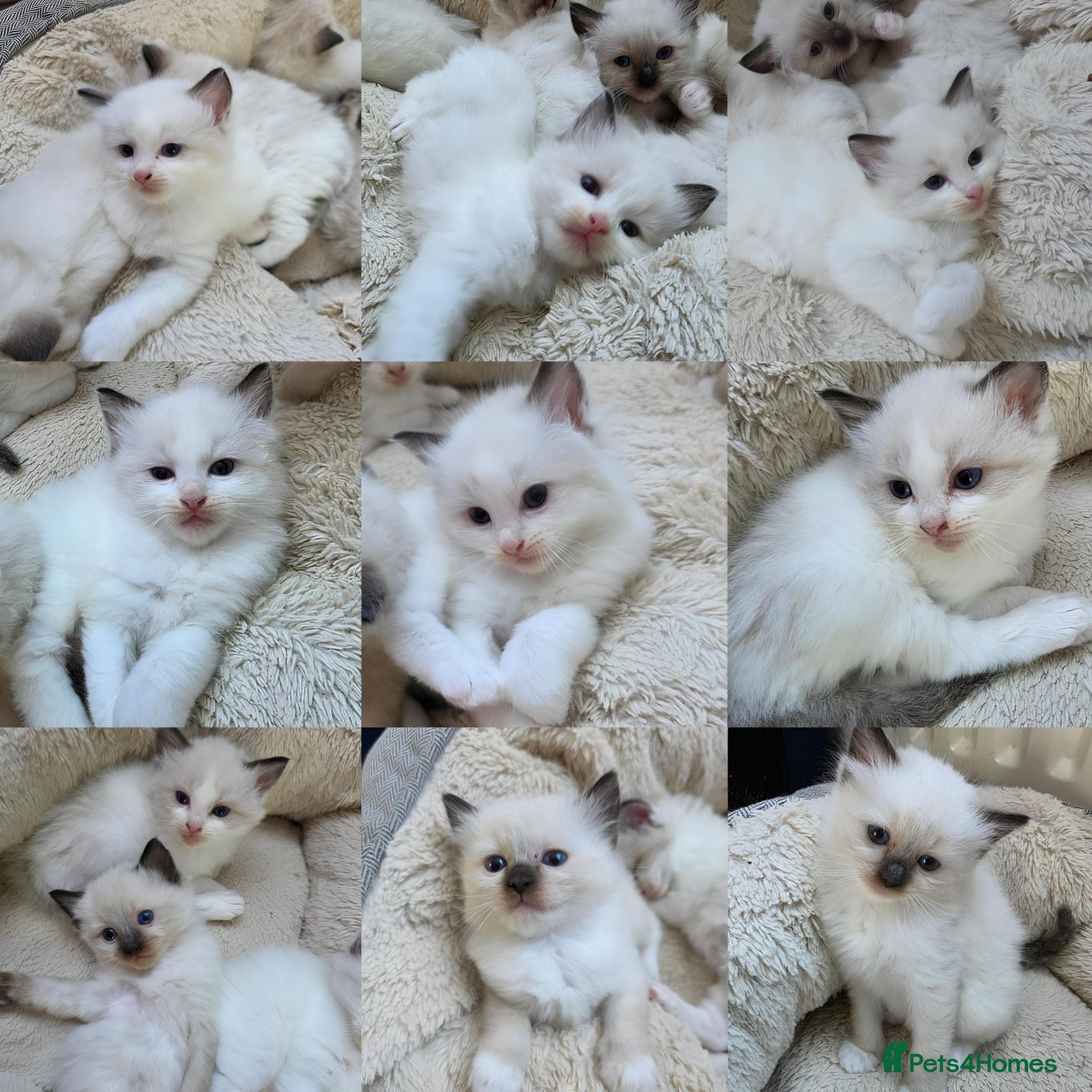 Ragdoll cats 🔹️🔹️🔹️Purebred Ragdoll kittens🔹️🔹️🔹️ - Advert 2