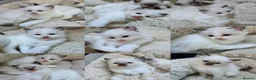 Ragdoll cats for sale: 🔹️🔹️🔹️Purebred Ragdoll kittens🔹️🔹️🔹️ - Advert 1