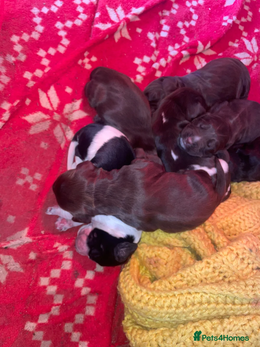 Cocker Spaniel dogs for sale: beautiful cockerspaniel puppies - Advert 2