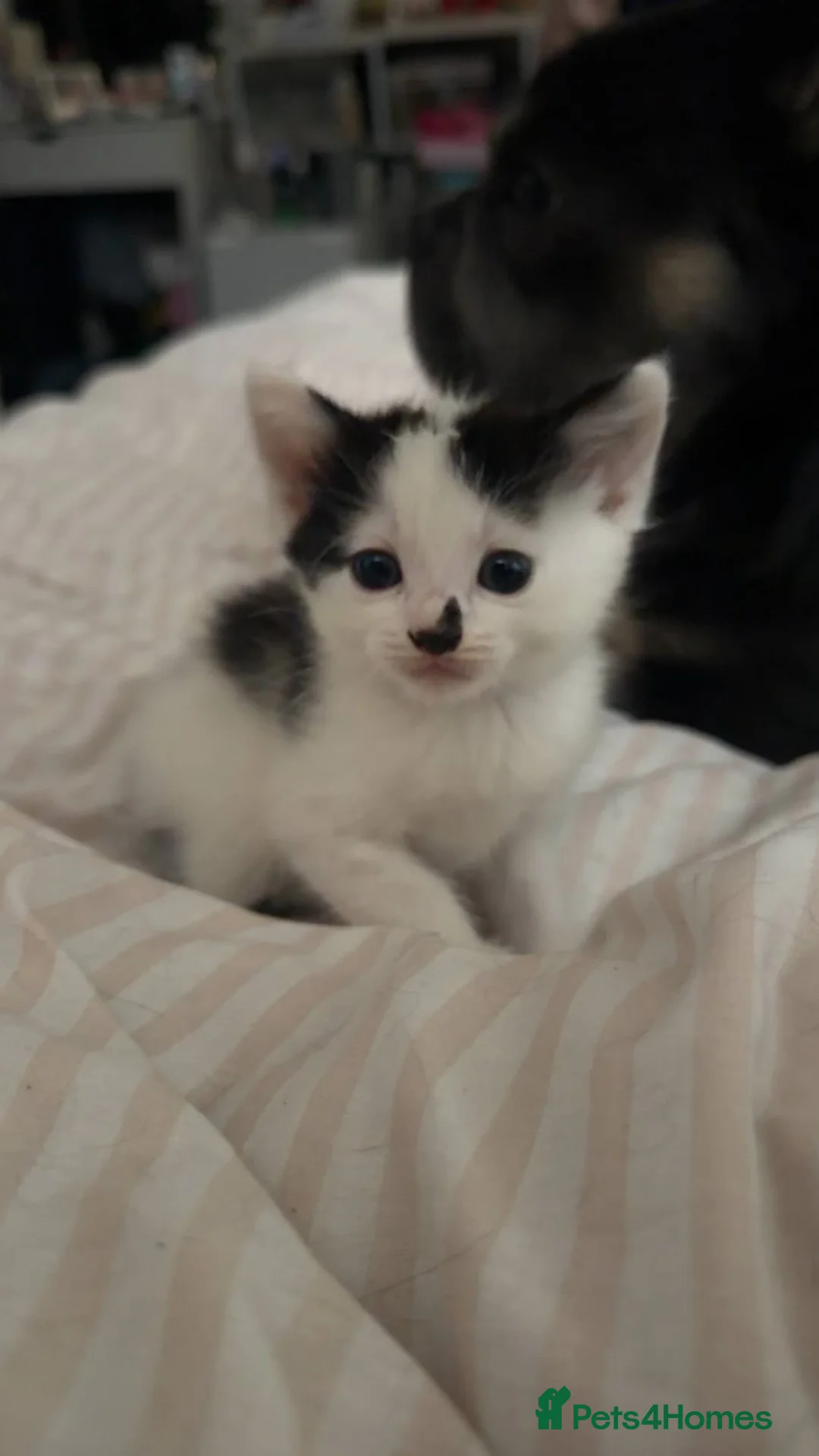 Mixed Breed cats for sale: 2 baby kittens  - Advert 6