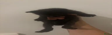 Pure black boy 