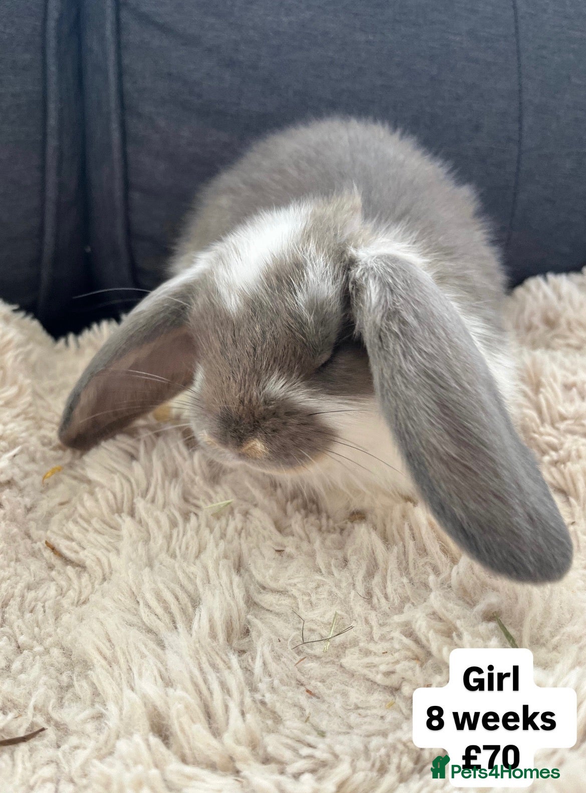 Mini Lop rabbits 🐰 Beautiful Bunny’s 🐰  - Advert 1