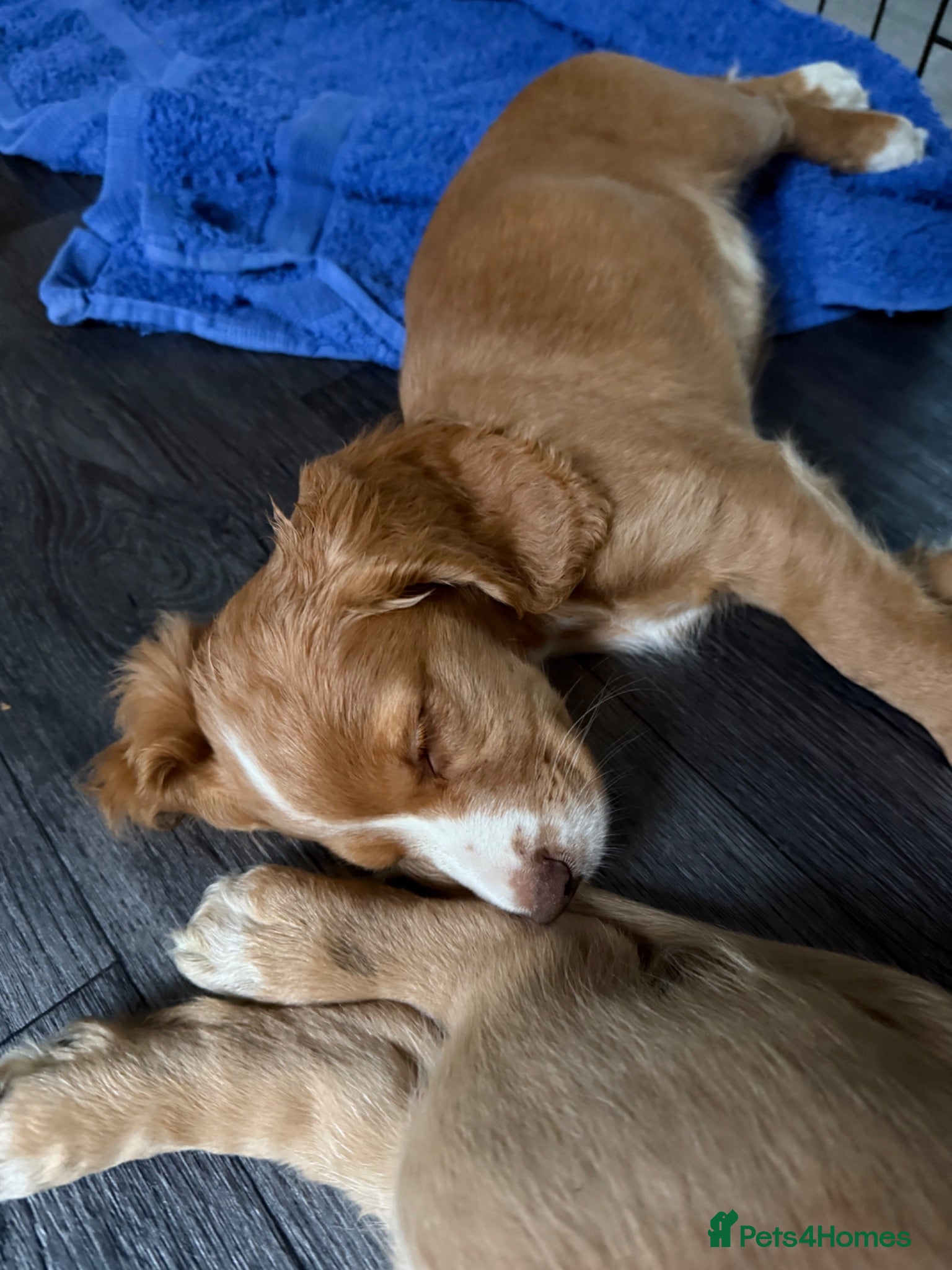 Cocker Spaniel dogs Ready to Re home Cockers  - Advert 8