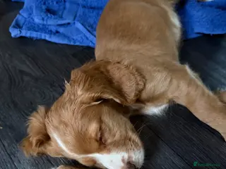Cocker Spaniel dogs Ready to Re home Cockers - Advert 8