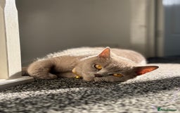 British Shorthair cats for sale: British shorthair kittens  - Image 30